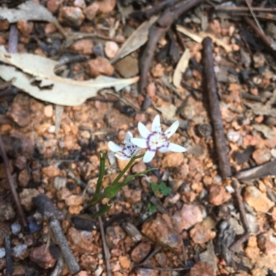 Wurmbea dioica subsp. dioica (Early Nancy) at Paddys River, ACT - 15 Oct 2017 by W