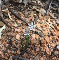 Wurmbea dioica subsp. dioica at Paddys River, ACT - 15 Oct 2017