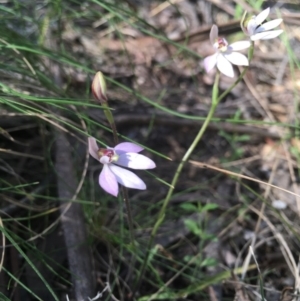 Caladenia carnea at Paddys River, ACT - 15 Oct 2017