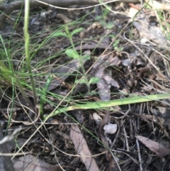 Caladenia carnea at Paddys River, ACT - 15 Oct 2017