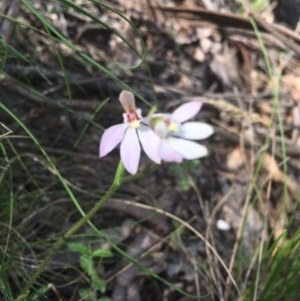 Caladenia carnea at Paddys River, ACT - 15 Oct 2017