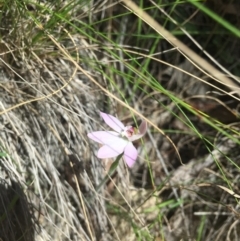Caladenia sp. (A Caladenia) at Paddys River, ACT - 15 Oct 2017 by W