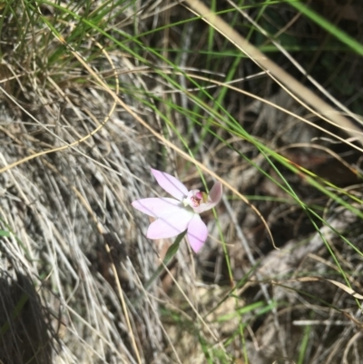Caladenia sp. (A Caladenia) at Tidbinbilla Nature Reserve - 15 Oct 2017 by W