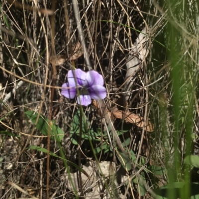 Viola sp. (Violet) at Tidbinbilla Nature Reserve - 15 Oct 2017 by W