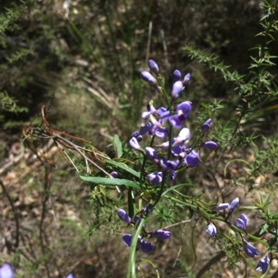 Comesperma volubile (Love Creeper) at Tidbinbilla Nature Reserve - 15 Oct 2017 by W