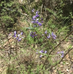 Comesperma volubile at Paddys River, ACT - 15 Oct 2017