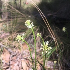 Stackhousia monogyna (Creamy Candles) at Paddys River, ACT - 15 Oct 2017 by W