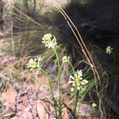 Stackhousia monogyna (Creamy Candles) at Tidbinbilla Nature Reserve - 15 Oct 2017 by W