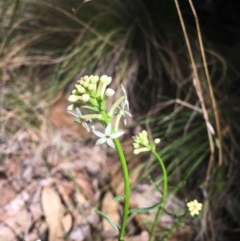 Stackhousia monogyna at Paddys River, ACT - 15 Oct 2017 02:39 PM