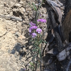 Glycine clandestina (Twining glycine) at Paddys River, ACT - 15 Oct 2017 by W