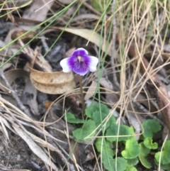 Viola hederacea (Ivy-leaved Violet) at Paddys River, ACT - 15 Oct 2017 by W