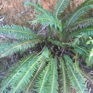 Blechnum nudum at Paddys River, ACT - 15 Oct 2017