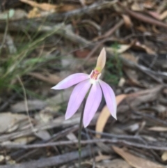 Caladenia carnea (Pink Fingers) at Paddys River, ACT - 15 Oct 2017 by W