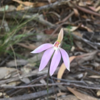 Caladenia carnea (Pink Fingers) at Paddys River, ACT - 15 Oct 2017 by W