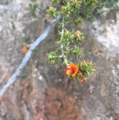 Pultenaea procumbens (Bush Pea) at Tidbinbilla Nature Reserve - 15 Oct 2017 by W