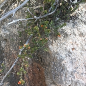 Pultenaea procumbens at Paddys River, ACT - 15 Oct 2017