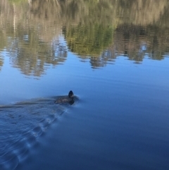 Biziura lobata (Musk Duck) at Tidbinbilla Nature Reserve - 15 Oct 2017 by W