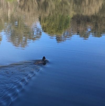 Biziura lobata (Musk Duck) at Tidbinbilla Nature Reserve - 15 Oct 2017 by W