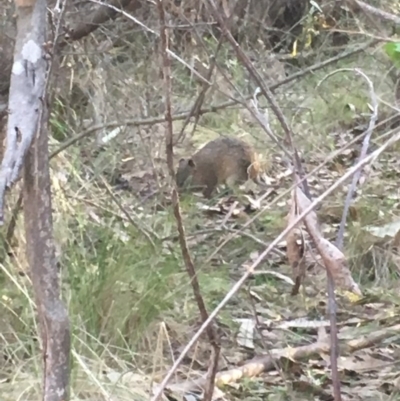Isoodon obesulus obesulus (Southern Brown Bandicoot) at Tidbinbilla Nature Reserve - 15 Oct 2017 by W