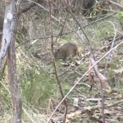 Isoodon obesulus obesulus (Southern Brown Bandicoot) at Paddys River, ACT - 15 Oct 2017 by W
