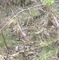 Isoodon obesulus obesulus at Paddys River, ACT - 15 Oct 2017