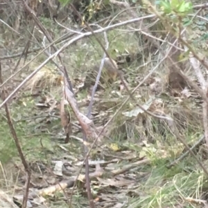 Isoodon obesulus obesulus at Paddys River, ACT - 15 Oct 2017