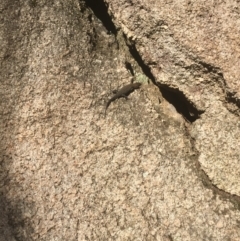 Egernia cunninghami (Cunningham's Skink) at Tidbinbilla Nature Reserve - 15 Oct 2017 by W