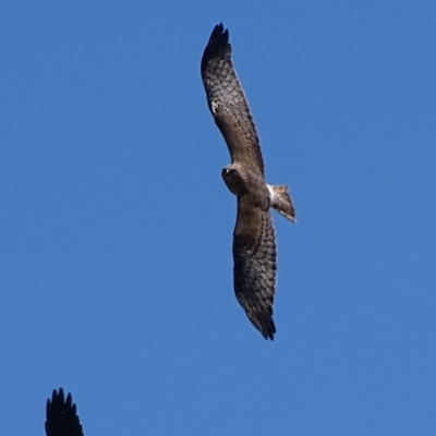 Circus approximans (Swamp Harrier) at Namadgi National Park - 16 Oct 2017 by roymcd