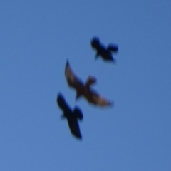 Circus approximans at Rendezvous Creek, ACT - 16 Oct 2017 12:39 PM