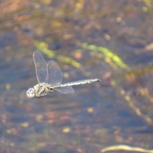 Hemicordulia tau at Rendezvous Creek, ACT - 16 Oct 2017 12:51 PM