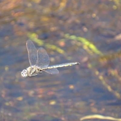 Hemicordulia tau (Tau Emerald) at Rendezvous Creek, ACT - 16 Oct 2017 by roymcd