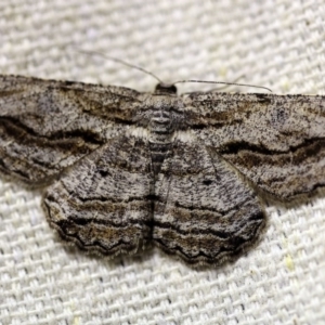 Scioglyptis chionomera at O'Connor, ACT - 14 Oct 2017 10:47 PM