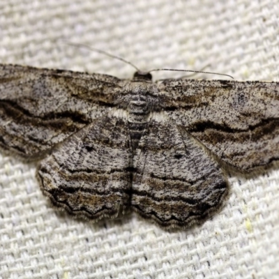 Scioglyptis chionomera (Grey Patch Bark Moth) at O'Connor, ACT - 14 Oct 2017 by ibaird