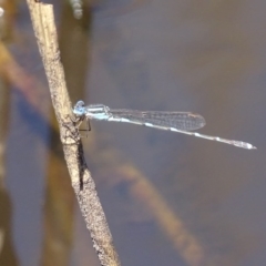 Austrolestes leda (Wandering Ringtail) at Rendezvous Creek, ACT - 16 Oct 2017 by roymcd