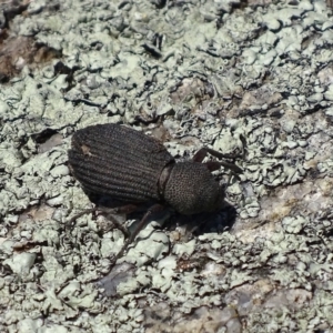 Amycterus abnormis at Rendezvous Creek, ACT - 16 Oct 2017 01:14 PM