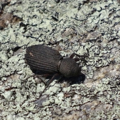 Amycterus abnormis (Ground weevil) at Namadgi National Park - 16 Oct 2017 by roymcd