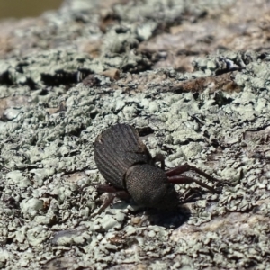 Amycterus abnormis at Rendezvous Creek, ACT - 16 Oct 2017 01:14 PM