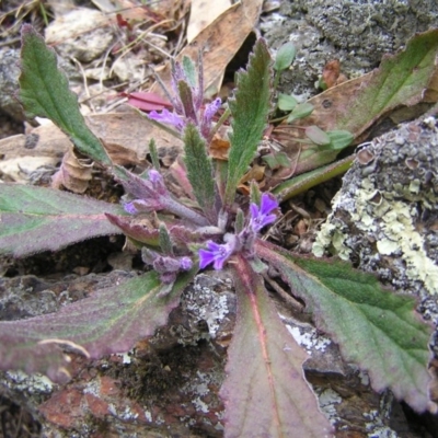 Ajuga australis (Austral Bugle) at Gigerline Nature Reserve - 14 Oct 2017 by MatthewFrawley