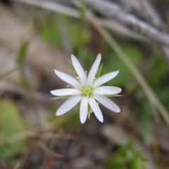 Stellaria pungens (Prickly Starwort) at Williamsdale, NSW - 14 Oct 2017 by MatthewFrawley