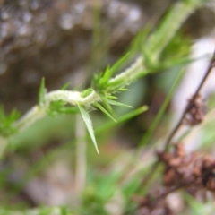 Stellaria pungens at Williamsdale, NSW - 14 Oct 2017 01:59 PM