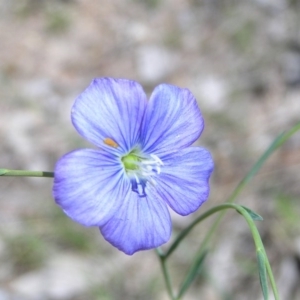 Linum marginale at Kambah, ACT - 15 Oct 2017 02:18 PM