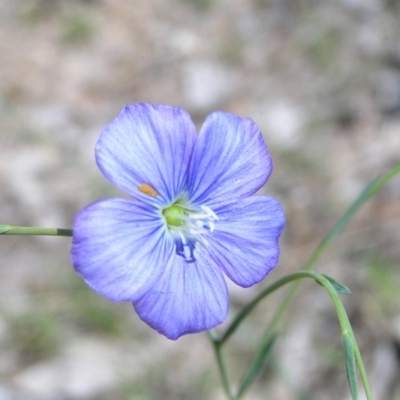 Linum marginale (Native Flax) at Mount Taylor - 15 Oct 2017 by MatthewFrawley