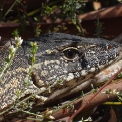 Varanus rosenbergi (Heath or Rosenberg's Monitor) at Namadgi National Park - 16 Oct 2017 by roymcd