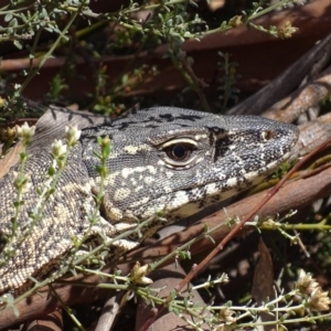 Varanus rosenbergi at Rendezvous Creek, ACT - suppressed