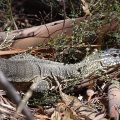 Varanus rosenbergi at Rendezvous Creek, ACT - suppressed