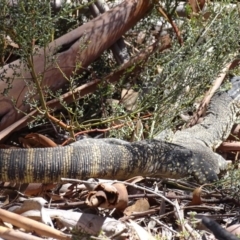 Varanus rosenbergi at Rendezvous Creek, ACT - suppressed