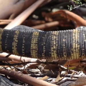 Varanus rosenbergi at Rendezvous Creek, ACT - suppressed