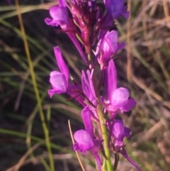 Linaria pelisseriana (Pelisser's Toadflax) at Mount Taylor - 16 Oct 2017 by George