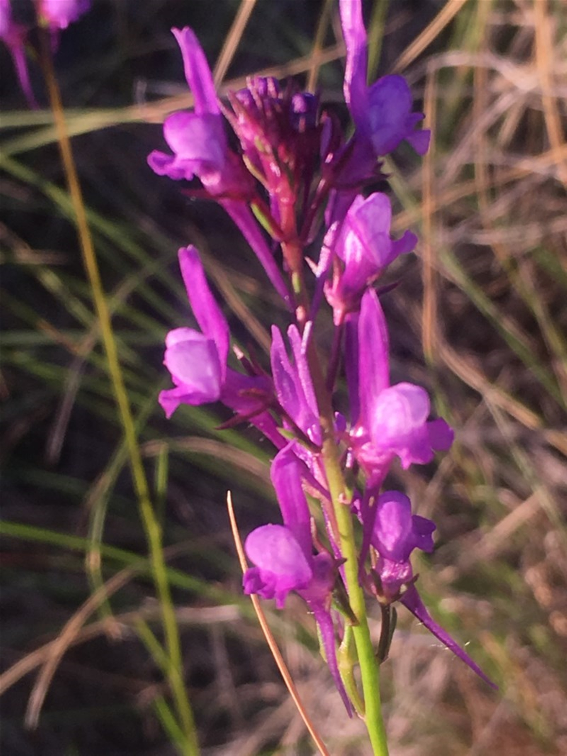 Linaria pelisseriana at Kambah, ACT - 16 Oct 2017 10:13 PM