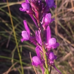 Linaria pelisseriana (Pelisser's Toadflax) at Kambah, ACT - 16 Oct 2017 by George